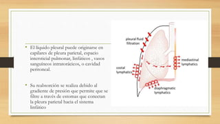 • El líquido pleural puede originarse en
capilares de pleura parietal, espacio
intersticial pulmonar, linfáticos , vasos
sanguíneos intratorácicos, o cavidad
peritoneal.
• Su reabsorción se realiza debido al
gradiente de presión que permite que se
filtre a través de estomas que conectan
la pleura parietal hacia el sistema
linfático
 