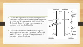 • Los linfáticos pleurales actúan como reguladores
eficientes de volumen de líquido pleural evitando
la formación de hidrotórax al aumentar el flujo
de drenaje (hasta 20 veces) en proporción al
aumento en la tasa de filtración.
• Cualquier aumento en la filtración del líquido
pleural puede acumularse fácilmente en cavidad
torácica debido a la retracción opuesta entre el
pulmón y la pared torácica.
 