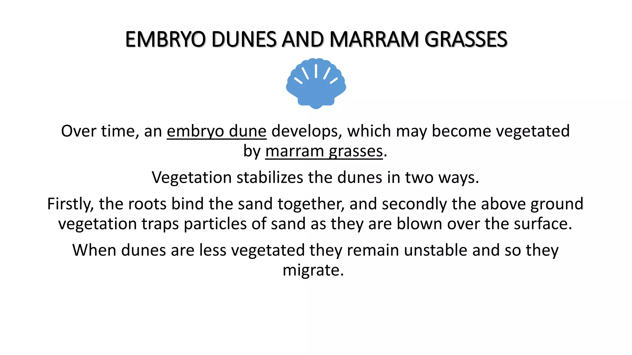 EMBRYO DUNES AND MARRAM GRASSES
Over time, an embryo dune develops, which may become vegetated
by marram grasses.
Vegetation stabilizes the dunes in two ways.
Firstly, the roots bind the sand together, and secondly the above ground
vegetation traps particles of sand as they are blown over the surface.
When dunes are less vegetated they remain unstable and so they
migrate.
 