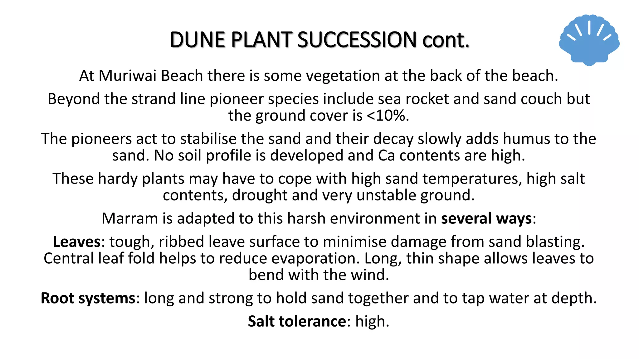 DUNE PLANT SUCCESSION cont.
At Muriwai Beach there is some vegetation at the back of the beach.
Beyond the strand line pioneer species include sea rocket and sand couch but
the ground cover is <10%.
The pioneers act to stabilise the sand and their decay slowly adds humus to the
sand. No soil profile is developed and Ca contents are high.
These hardy plants may have to cope with high sand temperatures, high salt
contents, drought and very unstable ground.
Marram is adapted to this harsh environment in several ways:
Leaves: tough, ribbed leave surface to minimise damage from sand blasting.
Central leaf fold helps to reduce evaporation. Long, thin shape allows leaves to
bend with the wind.
Root systems: long and strong to hold sand together and to tap water at depth.
Salt tolerance: high.
 