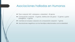 Asociaciones halladas en Humanos
 Peso corporal, IMC, sobrepeso y obesidad - 43 genes
 Composición corporal - 13 genes, distribución de grasa - 12 genes y gasto
energético - 4 genes
 Cambios en el peso corporal y la composición corporal - 7 genes
 Asociaciones negativas con los fenotipos relacionados con la obesidad
 