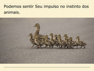 Podemos sentir Seu impulso no instinto dos
animais.
 