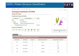 CATH - Protein Structure Classification
http://www.cathdb.info/
 