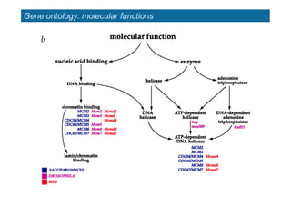 Gene ontology: molecular functions
 