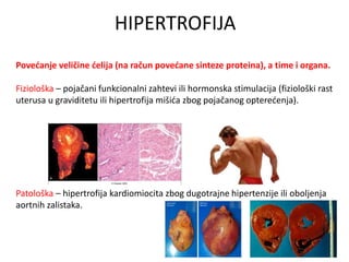 HIPERTROFIJA
Povećanje veličine ćelija (na račun povećane sinteze proteina), a time i organa.
Fiziološka – pojačani funkcionalni zahtevi ili hormonska stimulacija (fiziološki rast
uterusa u graviditetu ili hipertrofija mišića zbog pojačanog opterećenja).
Patološka – hipertrofija kardiomiocita zbog dugotrajne hipertenzije ili oboljenja
aortnih zalistaka.
 