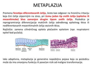 METAPLAZIJA
Promena fenotipa diferentovanih ćelija, često kao odgovor na hroničnu iritaciju
koja čini ćelije otpornijim na stres, pri čemu jedan tip zrelih ćelija (epitelne ili
mezenhimske) biva zamenjen drugim tipom zrelih ćelija. Posledica je
reprogramiranja diferencijacije matičnih ćelija određenog epitelnog tkiva ili
nediferentovanih mezenhimalnih ćelija vezivnih tkiva.
Najčešće: zamena cilindričnog epitela pločastim epitelom (npr. respiratorni
epitel kod pušača).
Iako adaptivna, metaplazija je generalno nepoželjna pojava koja za posledicu
može da ima smanjenu funkciju ili povećan rizik od maligne transformacije.
 