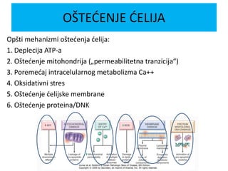 Opšti mehanizmi oštećenja ćelija:
1. Deplecija ATP-a
2. Oštećenje mitohondrija („permeabilitetna tranzicija“)
3. Poremećaj intracelularnog metabolizma Ca++
4. Oksidativni stres
5. Oštećenje ćelijske membrane
6. Oštećenje proteina/DNK
OŠTEĆENJE ĆELIJA
 
