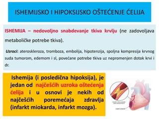 ISHEMIJSKO I HIPOKSIJSKO OŠTEĆENJE ĆELIJA
Ishemija (i posledična hipoksija), je
jedan od najčešćih uzroka oštećenja
ćelija i u osnovi je nekih od
najčešćih poremećaja zdravlja
(infarkt miokarda, infarkt mozga).
ISHEMIJA – nedovoljno snabdevanje tkiva krvlju (ne zadovoljava
metaboličke potrebe tkiva).
Uzroci: ateroskleroza, tromboza, embolija, hipotenzija, spoljna kompresija krvnog
suda tumorom, edemom i sl, povećane potrebe tkiva uz nepromenjen dotok krvi i
dr.
 