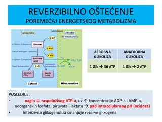 REVERZIBILNO OŠTEĆENJE
POREMEĆAJ ENERGETSKOG METABOLIZMA
AEROBNA
GLIKOLIZA
ANAEROBNA
GLIKOLIZA
1 Glk  36 ATP 1 Glk  2 ATP
POSLEDICE:
• naglo ↓ raspoloživog ATP-a, uz ↑ koncentracije ADP-a i AMP-a,
neorganskih fosfata, piruvata i laktata  pad intracelularnog pH (acidoza)
• Intenzivna glikogenoliza smanjuje rezerve glikogena.
 