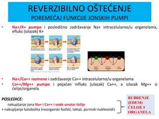 • Na+/K+ pumpe i posledično zadržavanje Na+ intracelularno/u organelama,
efluks (izlazak) K+
• Na+/Ca++ razmene i zadržavanje Ca++ intracelularno/u organelama
• Ca++/Mg++ pumpe i pojačan influks (ulazak) Ca++, a izlazak Mg++ iz
ćelije/organela
POSLEDICE:
nakupljanje jona Na+ i Ca++ i vode unutar ćelije
+ nakupljanje katabolita (neorganski fosfati, laktat, purinski nukleozidi)
BUBRENJE
(EDEM)
ĆELIJE I
ORGANELA
REVERZIBILNO OŠTEĆENJE
POREMEĆAJ FUNKCIJE JONSKIH PUMPI
 
