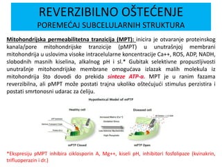 Mitohondrijska permeabilitetna tranzicija (MPT): inicira je otvaranje proteinskog
kanala/pore mitohondrijske tranzicije (pMPT) u unutrašnjoj membrani
mitohondrija u uslovima visoke intracelularne koncentracije Ca++, ROS, ADP, NADH,
slobodnih masnih kiselina, alkalnog pH i sl.* Gubitak selektivne propustljivosti
unutrašnje mitohondrijske membrane omogućava izlazak malih molekula iz
mitohondrija što dovodi do prekida sinteze ATP-a. MPT je u ranim fazama
reverzibilna, ali pMPT može postati trajna ukoliko oštećujući stimulus perzistira i
postati smrtonosni udarac za ćeliju.
*Ekspresiju pMPT inhibira ciklosporin A, Mg++, kiseli pH, inhibitori fosfolipaze (kvinakrin,
trifluoperazin i dr.)
REVERZIBILNO OŠTEĆENJE
POREMEĆAJ SUBCELULARNIH STRUKTURA
 