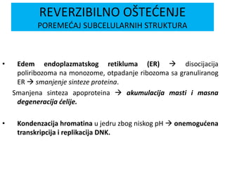 • Edem endoplazmatskog retikluma (ER)  disocijacija
poliribozoma na monozome, otpadanje ribozoma sa granuliranog
ER  smanjenje sinteze proteina.
Smanjena sinteza apoproteina  akumulacija masti i masna
degeneracija ćelije.
• Kondenzacija hromatina u jedru zbog niskog pH  onemogućena
transkripcija i replikacija DNK.
REVERZIBILNO OŠTEĆENJE
POREMEĆAJ SUBCELULARNIH STRUKTURA
 