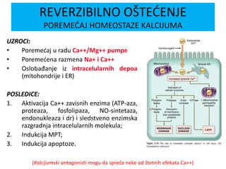 UZROCI:
• Poremećaj u radu Ca++/Mg++ pumpe
• Poremećena razmena Na+ i Ca++
• Oslobađanje iz intracelularnih depoa
(mitohondrije i ER)
POSLEDICE:
1. Aktivacija Ca++ zavisnih enzima (ATP-aza,
proteaza, fosfolipaza, NO-sintetaza,
endonukleaza i dr) i sledstveno enzimska
razgradnja intracelularnih molekula;
2. Indukcija MPT;
3. Indukcija apoptoze.
REVERZIBILNO OŠTEĆENJE
POREMEĆAJ HOMEOSTAZE KALCIJUMA
(Kalcijumski antagonisti mogu da spreče neke od štetnih efekata Ca++)
 