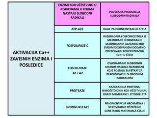 AKTIVACIJA Ca++
ZAVISNIH ENZIMA I
POSLEDICE
ENZIMI KOJI UČESTVUJU U
REAKCIJAMA U KOJIMA
NASTAJU SLOBODNI
RADIKALI
POVEĆANA PRODUKCIJA
SLOBODNIH RADIKALA
ATP-AZE DALJI PAD KONCENTRACIJE ATP-A
FOSFOLIPAZE C
RAZGRADNJA FOSFOINOZITOLA IZ
MEMBRANE I FORMIRANJE
SEKUNDARNIH GLASNIKA KOJI
SVOJIM DELOVANJEM DODATNO
POVEĆAVAJU KONCENTRACIJU
Ca++ U ĆELIJI
FOSFOLIPAZE
A1 I A2
OSLOBAĐANJE SLOBODNIH
MASNIH KISELINA MEMBRANE
KOJE POSTAJU SUPSTRAT ZA
PEROKSIDACIJU SLOBODNIM
RADIKALIMA
PROTEAZE
RAZGRADNJA PROTEINA,
NAROČITO ONIH KOJI UČESTVUJU U
GRAĐI MEMBRANE I CITOSKELETA
ENDONUKLEAZE
FRAGMENTACIJA HROMATINA I
NEPOVRATNO OŠTEĆENJE
GENETSKOG MATERIJALA ĆELIJE
 