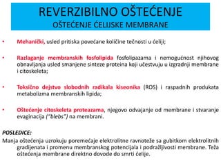 • Mehanički, usled pritiska povećane količine tečnosti u ćeliji;
• Razlaganje membranskih fosfolipida fosfolipazama i nemogućnost njihovog
obnavljanja usled smanjene sinteze proteina koji učestvuju u izgradnji membrane
i citoskeleta;
• Toksično dejstvo slobodnih radikala kiseonika (ROS) i raspadnih produkata
metabolizma membranskih lipida;
• Oštećenje citoskeleta proteazama, njegovo odvajanje od membrane i stvaranje
evaginacija (“blebs”) na membrani.
POSLEDICE:
Manja oštećenja uzrokuju poremećaje elektrolitne ravnoteže sa gubitkom elektrolitnih
gradijenata i promenu membranskog potencijala i podražljivosti membrane. Teža
oštećenja membrane direktno dovode do smrti ćelije.
REVERZIBILNO OŠTEĆENJE
OŠTEĆENJE ĆELIJSKE MEMBRANE
 