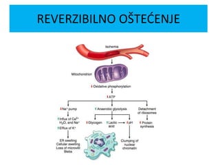 REVERZIBILNO OŠTEĆENJE
 