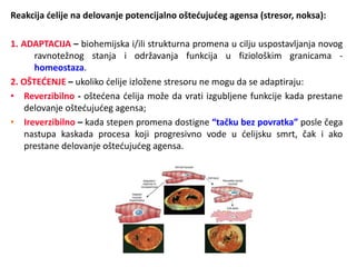 Reakcija ćelije na delovanje potencijalno oštećujućeg agensa (stresor, noksa):
1. ADAPTACIJA – biohemijska i/ili strukturna promena u cilju uspostavljanja novog
ravnotežnog stanja i održavanja funkcija u fiziološkim granicama -
homeostaza.
2. OŠTEĆENJE – ukoliko ćelije izložene stresoru ne mogu da se adaptiraju:
• Reverzibilno - oštećena ćelija može da vrati izgubljene funkcije kada prestane
delovanje oštećujućeg agensa;
• Ireverzibilno – kada stepen promena dostigne “tačku bez povratka” posle čega
nastupa kaskada procesa koji progresivno vode u ćelijsku smrt, čak i ako
prestane delovanje oštećujućeg agensa.
 