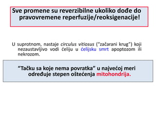 Sve promene su reverzibilne ukoliko dođe do
pravovremene reperfuzije/reoksigenacije!
U suprotnom, nastaje circulus vitiosus (“začarani krug”) koji
nezaustavljivo vodi ćeliju u ćelijsku smrt apoptozom ili
nekrozom.
“Tačku sa koje nema povratka” u najvećoj meri
određuje stepen oštećenja mitohondrija.
 