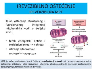 Teško oštećenje strukturnog i
funkcionalnog integriteta
mitohondrija vodi u ćelijsku
smrt:
• težak energetski deficit i
oksidativni stres --> nekroza
• isticanje citohroma c
u citosol --> apoptoza
IREVEZIBILNO OŠTEĆENJE
IREVERZIBILNA MPT
MPT je važan mehanizam smrti ćelija u reperfuzionoj povredi, ali i u neurodegenerativnim
bolestima, oštećenju jetre izazvanom lekovima, ekscitotoksičnosti izazvanoj prekomernim
delovanjem glutamata u nervnom tkivu i dr.
 