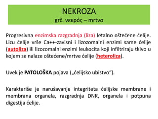 NEKROZA
grč. νεκρός – mrtvo
Progresivna enzimska razgradnja (liza) letalno oštećene ćelije.
Lizu ćelije vrše Ca++-zavisni i lizozomalni enzimi same ćelije
(autoliza) ili lizozomalni enzimi leukocita koji infiltriraju tkivo u
kojem se nalaze oštećene/mrtve ćelije (heteroliza).
Uvek je PATOLOŠKA pojava („ćelijsko ubistvo“).
Karakteriše je narušavanje integriteta ćelijske membrane i
membrana organela, razgradnja DNK, organela i potpuna
digestija ćelije.
 