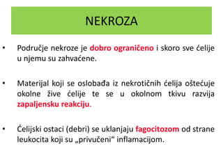 NEKROZA
• Područje nekroze je dobro ograničeno i skoro sve ćelije
u njemu su zahvaćene.
• Materijal koji se oslobađa iz nekrotičnih ćelija oštećuje
okolne žive ćelije te se u okolnom tkivu razvija
zapaljensku reakciju.
• Ćelijski ostaci (debri) se uklanjaju fagocitozom od strane
leukocita koji su „privučeni“ inflamacijom.
 