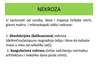 NEKROZA
U zavisnosti od uzroka, tkiva i trajanja ćelijske smrti,
glavni makro- i mikroskopski oblici nekroze:
1. likvefakcijska (kolikvaciona) nekroza
(delimična/potpuna razgradnja ćelija i tkiva do kašaste
mase u roku od nekoliko sati);
2. koagulaciona nekroza (ćelije zadržavaju normalnu
arhitekturu i nekoliko dana posle smrti).
 