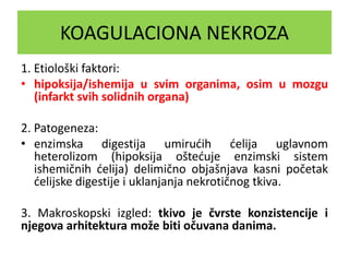 KOAGULACIONA NEKROZA
1. Etiološki faktori:
• hipoksija/ishemija u svim organima, osim u mozgu
(infarkt svih solidnih organa)
2. Patogeneza:
• enzimska digestija umirućih ćelija uglavnom
heterolizom (hipoksija oštećuje enzimski sistem
ishemičnih ćelija) delimično objašnjava kasni početak
ćelijske digestije i uklanjanja nekrotičnog tkiva.
3. Makroskopski izgled: tkivo je čvrste konzistencije i
njegova arhitektura može biti očuvana danima.
 