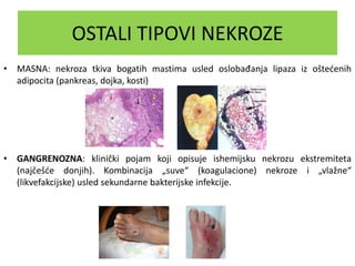 OSTALI TIPOVI NEKROZE
• MASNA: nekroza tkiva bogatih mastima usled oslobađanja lipaza iz oštećenih
adipocita (pankreas, dojka, kosti)
• GANGRENOZNA: klinički pojam koji opisuje ishemijsku nekrozu ekstremiteta
(najčešće donjih). Kombinacija „suve“ (koagulacione) nekroze i „vlažne“
(likvefakcijske) usled sekundarne bakterijske infekcije.
 