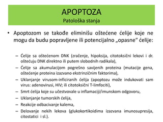 APOPTOZA
Patološka stanja
• Apoptozom se takođe eliminišu oštećene ćelije koje ne
mogu da budu popravljene ili potencijalno „opasne“ ćelije:
– Ćelije sa oštećenom DNK (zračenje, hipoksija, citotoksični lekovi i dr.
oštećuju DNK direktno ili putem slobodnih radikala),
– Ćelije sa akumulacijom pogrešno savijenih proteina (mutacije gena,
oštećenje proteina izazvano ekstrinzičnim faktorima),
– Uklanjanje virusom-inficiranih ćelija (apoptozu može indukovati sam
virus: adenovirusi, HIV; ili citotoksični T-limfociti),
– Smrt ćelija koje su učestvovale u inflamaciji/imunskom odgovoru,
– Uklanjanje tumorskih ćelija,
– Reakcije odbacivanje kalema,
– Delovanje nekih lekova (glukokortikoidima izazvana imunosupresija,
citostatici i sl.).
 