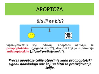 APOPTOZA
Signali/molekuli koji indukuju apoptozu nazivaju se
proapoptotskim („signali smrti”), dok oni koji je suprimiraju
antiapoptotskim („signali preživljavanja“).
Proces apoptoze ćelije otpočinje kada proapoptotski
signali nadvladaju one koji su bitni za preživljavanje
ćelije.
Biti ili ne biti?
 