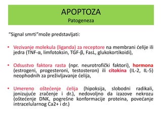 APOPTOZA
Patogeneza
“Signal smrti”može predstavljati:
• Vezivanje molekula (liganda) za receptore na membrani ćelije ili
jedra (TNF-α, limfotoksin, TGF-β, FasL, glukokortikoidi),
• Odsustvo faktora rasta (npr. neurotrofički faktori), hormona
(estrogeni, progesteroni, testosteron) ili citokina (IL-2, IL-5)
neophodnih za preživljavanje ćelija,
• Umereno oštećenje ćelija (hipoksija, slobodni radikali,
jonizujuće zračenje i dr.), nedovoljno da izazove nekrozu
(oštećenje DNK, pogrešne konformacije proteina, povećanje
intracelularnog Ca2+ i dr.)
 