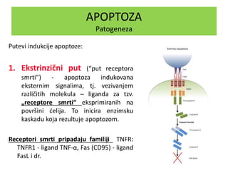 APOPTOZA
Patogeneza
Putevi indukcije apoptoze:
1. Ekstrinzični put (“put receptora
smrti”) - apoptoza indukovana
eksternim signalima, tj. vezivanjem
različitih molekula – liganda za tzv.
„receptore smrti“ eksprimiranih na
površini ćelija. To inicira enzimsku
kaskadu koja rezultuje apoptozom.
Receptori smrti pripadaju familiji TNFR:
TNFR1 - ligand TNF-α, Fas (CD95) - ligand
FasL i dr.
 