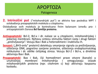 APOPTOZA
Patogeneza
2. Intrinzični put (“mitohondrijski put”) se aktivira kao posledica MPT i
oslobađanja proapoptotskih molekula u citoplazmu.
Oslobađanje ovih molekula je kontrolisano finim balansom između pro- i
antiapoptotskih članova Bcl familije proteina.
Antiapoptotski: Bcl-2, Bcl-x i dr. nalaze se u citoplazmi, mitohondrijskoj i
jedarnoj membrani. Njihovu sintezu stimulišu faktori rasta i drugi faktori
„preživljavanja“. Vezuju Bax i Bak u heterodimere i inaktivišu ih.
Senzori: („BH3-only“ proteini) detektuju smanjenje signala za preživljavanje,
oštećenja DNK, pogrešno savijene proteine, oštećenja endoplazmatskog
retikuluma i dr. oblike ćelijskog stresa. Vezuju Bcl-2 i Bcl-x, a direktno
aktiviraju Bax i Bak.
Proapoptotski: Bax i Bak, čiji homodimeri prave otvore (kanale) u
unutrašnjoj membrani mitohondrija i omogućavaju izlazak
mitohondrijskih proteina (npr. citohrom c) koji aktiviraju kaspaznu
kaskadu.
 