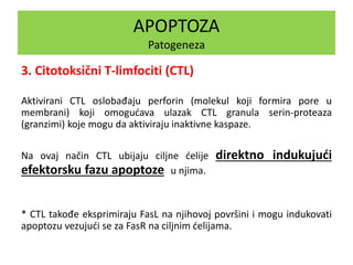 APOPTOZA
Patogeneza
3. Citotoksični T-limfociti (CTL)
Aktivirani CTL oslobađaju perforin (molekul koji formira pore u
membrani) koji omogućava ulazak CTL granula serin-proteaza
(granzimi) koje mogu da aktiviraju inaktivne kaspaze.
Na ovaj način CTL ubijaju ciljne ćelije direktno indukujući
efektorsku fazu apoptoze u njima.
* CTL takođe eksprimiraju FasL na njihovoj površini i mogu indukovati
apoptozu vezujući se za FasR na ciljnim ćelijama.
 