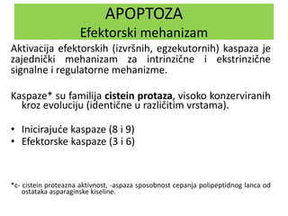 APOPTOZA
Efektorski mehanizam
Aktivacija efektorskih (izvršnih, egzekutornih) kaspaza je
zajednički mehanizam za intrinzične i ekstrinzične
signalne i regulatorne mehanizme.
Kaspaze* su familija cistein protaza, visoko konzerviranih
kroz evoluciju (identične u različitim vrstama).
• Inicirajuće kaspaze (8 i 9)
• Efektorske kaspaze (3 i 6)
*c- cistein proteazna aktivnost, -aspaza sposobnost cepanja polipeptidnog lanca od
ostataka asparaginske kiseline.
 