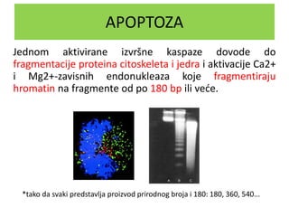 APOPTOZA
Jednom aktivirane izvršne kaspaze dovode do
fragmentacije proteina citoskeleta i jedra i aktivacije Ca2+
i Mg2+-zavisnih endonukleaza koje fragmentiraju
hromatin na fragmente od po 180 bp ili veće.
*tako da svaki predstavlja proizvod prirodnog broja i 180: 180, 360, 540...
 