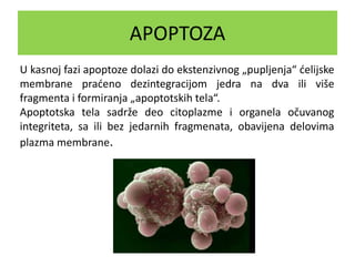 APOPTOZA
U kasnoj fazi apoptoze dolazi do ekstenzivnog „pupljenja“ ćelijske
membrane praćeno dezintegracijom jedra na dva ili više
fragmenta i formiranja „apoptotskih tela“.
Apoptotska tela sadrže deo citoplazme i organela očuvanog
integriteta, sa ili bez jedarnih fragmenata, obavijena delovima
plazma membrane.
 