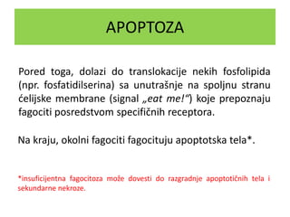 APOPTOZA
Na kraju, okolni fagociti fagocituju apoptotska tela*.
*insuficijentna fagocitoza može dovesti do razgradnje apoptotičnih tela i
sekundarne nekroze.
Pored toga, dolazi do translokacije nekih fosfolipida
(npr. fosfatidilserina) sa unutrašnje na spoljnu stranu
ćelijske membrane (signal „eat me!“) koje prepoznaju
fagociti posredstvom specifičnih receptora.
 