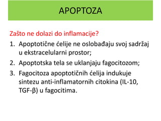 Zašto ne dolazi do inflamacije?
1. Apoptotične ćelije ne oslobađaju svoj sadržaj
u ekstracelularni prostor;
2. Apoptotska tela se uklanjaju fagocitozom;
3. Fagocitoza apoptotičnih ćelija indukuje
sintezu anti-inflamatornih citokina (IL-10,
TGF-β) u fagocitima.
APOPTOZA
 