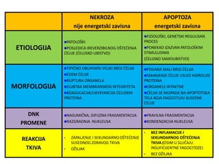NEKROZA
nije energetski zavisna
APOPTOZA
energetski zavisna
ETIOLOGIJA
PATOLOŠKI
POSLEDICA IREVERZIBILNOG OŠTEĆENJA
ĆELIJE (ĆELIJSKO UBISTVO)
FIZIOLOŠKI, GENETSKI REGULISAN
PROCES
PONEKAD IZAZVAN PATOLOŠKIM
STIMULUSIMA
(ĆELIJSKO SAMOUBISTVO)
MORFOLOGIJA
TIPIČNO OBUHVATA VELIKI BROJ ĆELIJA
EDEM ĆELIJE
RUPTURA ORGANELA
GUBITAK MEMBRANSKOG INTEGRITETA
KOAGULACIJA/LIKVEFAKCIJA ĆELIJSKIH
PROTEINA
POGAĐA MALI BROJ ĆELIJA
SMANJENJE ĆELIJE USLED HIDROLIZE
PROTEINA
ORGANELE INTAKTNE
ĆELIJA SE RASPADA NA APOPTOTSKA
TELA KOJA FAGOCITUJU SUSEDNE
ĆELIJE
DNK
PROMENE
NASUMIČNA, DIFUZNA FRAGMENTACIJA
RAZGRADNJA NUKLEUSA
PRAVILNA FRAGMENTACIJA
KONDENZACIJA NUKLEUSA
REAKCIJA
TKIVA
• ZAPALJENJE I SEKUNDARNO OŠTEĆENJE
SUSEDNOG ZDRAVOG TKIVA
• OŽILJAK
• BEZ INFLAMACIJE I
SEKUNDARNOG OŠTEĆENJA
TKIVA (OSIM U SLUČAJU
INSUFICIJENTNE FAGOCITOZE)
• BEZ OŽILJKA
 