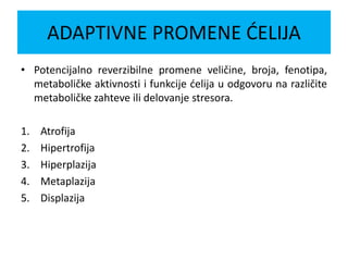 ADAPTIVNE PROMENE ĆELIJA
• Potencijalno reverzibilne promene veličine, broja, fenotipa,
metaboličke aktivnosti i funkcije ćelija u odgovoru na različite
metaboličke zahteve ili delovanje stresora.
1. Atrofija
2. Hipertrofija
3. Hiperplazija
4. Metaplazija
5. Displazija
 
