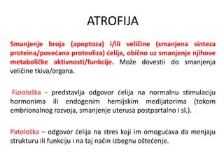 ATROFIJA
Smanjenje broja (apoptoza) i/ili veličine (smanjena sinteza
proteina/povećana proteoliza) ćelija, obično uz smanjenje njihove
metaboličke aktivnosti/funkcije. Može dovestii do smanjenja
veličine tkiva/organa.
Fiziološka - predstavlja odgovor ćelija na normalnu stimulaciju
hormonima ili endogenim hemijskim medijatorima (tokom
embrionalnog razvoja, smanjenje uterusa postpartalno i sl.).
Patološka – odgovor ćelija na stres koji im omogućava da menjaju
strukturu ili funkciju i na taj način izbegnu oštećenje.
 