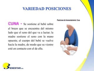 CUNA - Se sostiene al bebé sobre
el brazo que se encuentra del mismo
lado que el seno del que va a lactar; la
madre sostiene el seno con la mano
opuesta; el cuerpo del bebé se vuelve
hacia la madre, de modo que su vientre
esté en contacto con el de ella.
 
