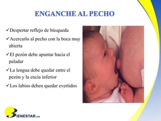 Despertar reflejo de búsqueda
Acercarlo al pecho con la boca muy
abierta
El pezón debe apuntar hacia el
paladar
La lengua debe quedar entre el
pezón y la encía inferior
Los labios deben quedar evertidos
 
