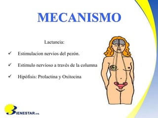 Lactancia:
 Estimulacion nervios del pezón.
 Estimulo nervioso a través de la columna
 Hipófisis: Prolactina y Oxitocina
 