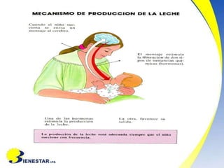 02.-Lactancia-materna.docx