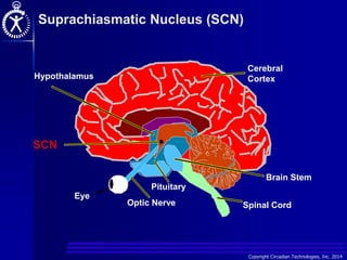 Copyright Circadian Technologies, Inc. 2014
Hypothalamus
Cerebral
Cortex
Brain Stem
Spinal Cord
Pituitary
Optic Nerve
Eye
SCN
Suprachiasmatic Nucleus (SCN)
 