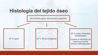 Histología del tejido óseo
Abundante matriz extracelular (osteoide)
25 % agua 25 % fibras colágenas
50 % sales minerales
cristalizadas:
Fosfato e hidróxido de
calcio que juntos
forman hidroxiapatita)
 