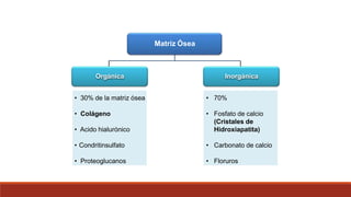 • 30% de la matriz ósea
• Colágeno
• Acido hialurónico
• Condritinsulfato
• Proteoglucanos
• 70%
• Fosfato de calcio
(Cristales de
Hidroxiapatita)
• Carbonato de calcio
• Floruros
Inorgánica
Orgánica
Matriz Ósea
 