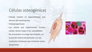 Células osteogénicas
• Células madres no especializadas que
derivan del mesénquima.
• Osteoprogenitoras
• Las únicas que experimentan división
celular, dando origen a los osteoblastos.
• Se encuentran a lo largo del endostio, en
la porción interna del periostio y en los
conductos intraóseos que contienen vasos
sanguíneos.
 